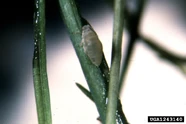 Asparagus Aphid