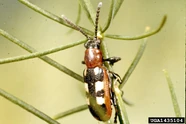 Asparagus Beetle