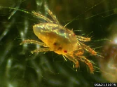 Red Spider Mite