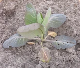 Cabbage Nitrogen Deficiency