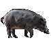 Item WildBoar 01