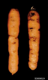 Carrot Potato Rot Nematode Ditylenchus destructor