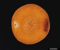 Carrot Potato Rot Nematode Ditylenchus destructor 2