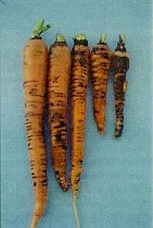 Carrot Violet Root Rot Helicobasidium brebissonii.jpg (9 KB) Carrot Violet Root Rot Helicobasidium brebissonii