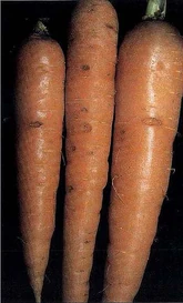 Carrot Cavity Spot