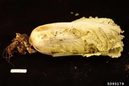 Chinese cabbage club root