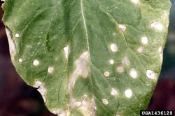 Turnip White Leaf Spot Cercospora brassicicola
