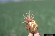 Onion Pink root of onion Phoma terrestris