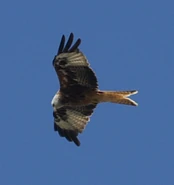 Red Kite