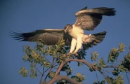 Martial Eagle