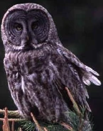 Great Grey Owl