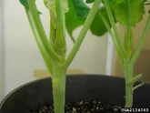 Cauliflower Swede Midge