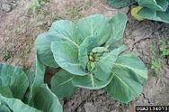 Cabbage Swede Midge