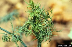Dill Carrot-willow aphid