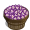 Gladiolus Bushel-icon