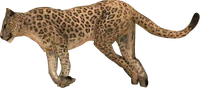 Kahn