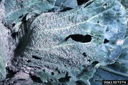 Cabbage Cabbage Aphid
