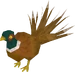 Pheasant4tail