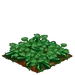 Zucchini 100