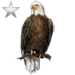 Item baldeaglesilver 02.png