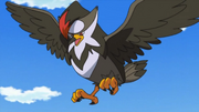 Staraptor de Ash