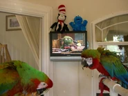 Thecatinthehatcookiemonsterilovetrash