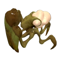Shieldbug