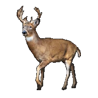 Huge item whitetaileddeer 01.gif