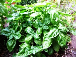Basil Sweet basil
