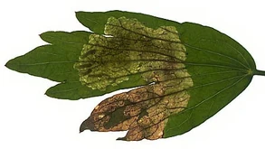 Lovage leaf Celery fly Euleia heraclei