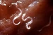 Parasites-wiki