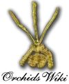 Orchids-wiki.png