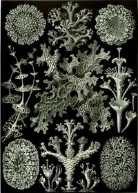 Haeckel Lichenes