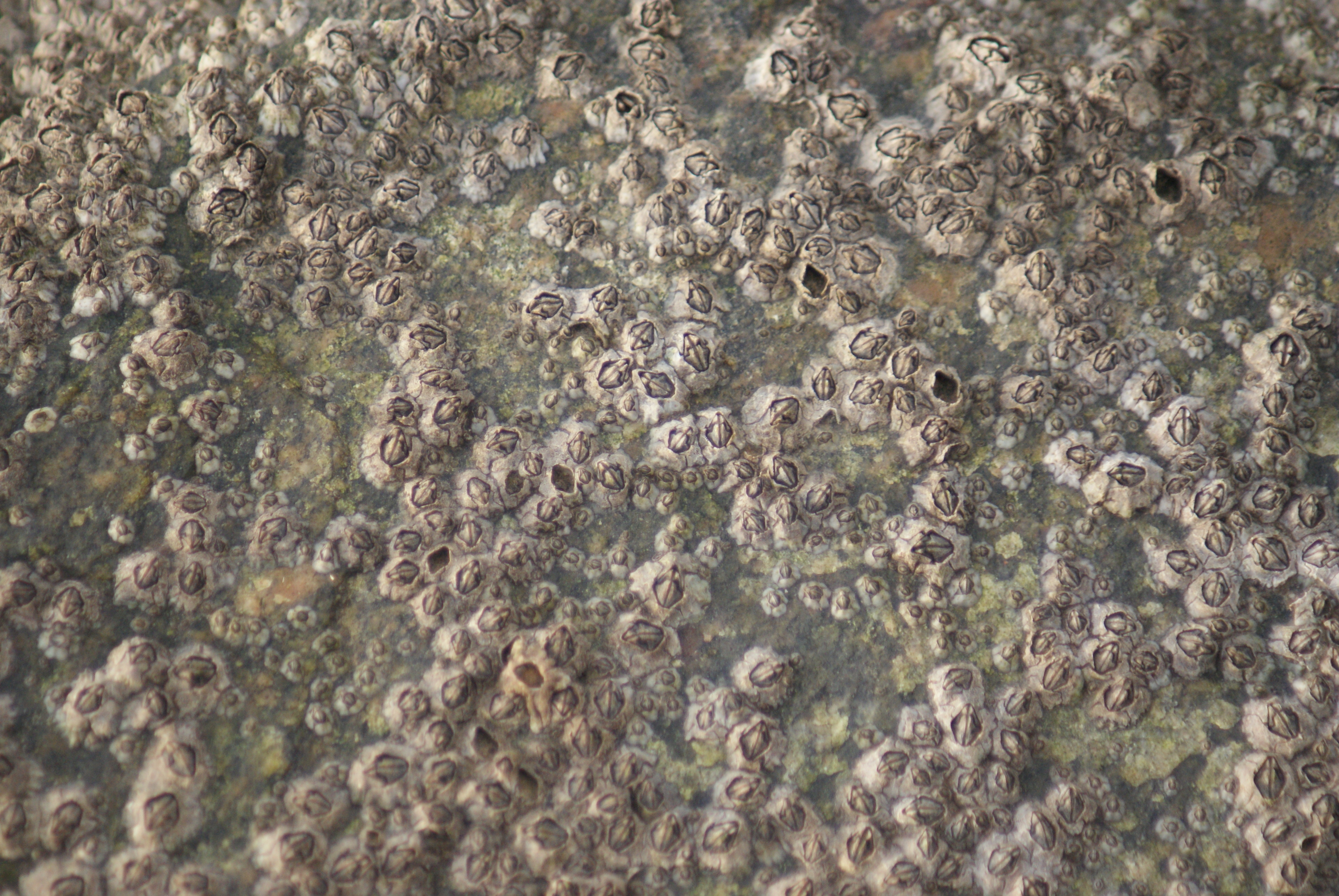 Barnacles On Wood