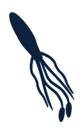 Squid Article