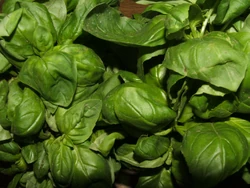 Basil Genovese basil