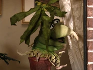 DesperateHouseplants