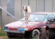 Goat on car