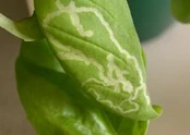 Basil Leafminer Chromatomyia