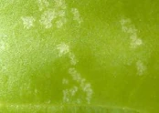 Basil Leafhopper
