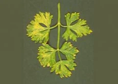 Parsley Celery mosaic virus