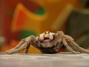 NatashatheTarantula