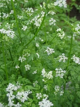 Chervil Bolting