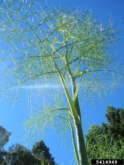 Common fennel