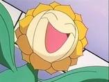 EP137 Sunflora de Joy
