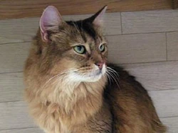 Somali cat2