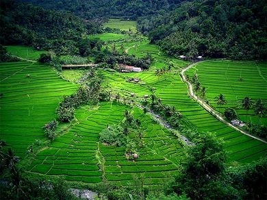 Green Carpet