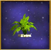 Small Fern