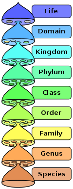 Biological classification