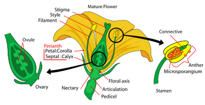 Mature flower diagram